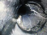 sewer camera inspection